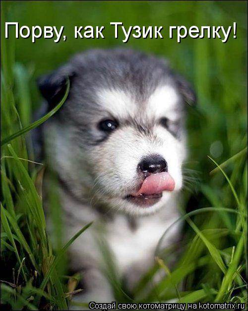 Котоматрица: Порву, как Тузик грелку!