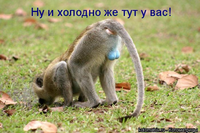 Котоматрица: Ну и холодно же тут у вас!