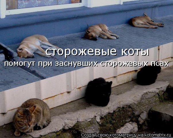 сторожевые коты помогут при заснувших сторожевых псах... Котоматрица: сторожевые коты помогут при заснувших сторожевых псах