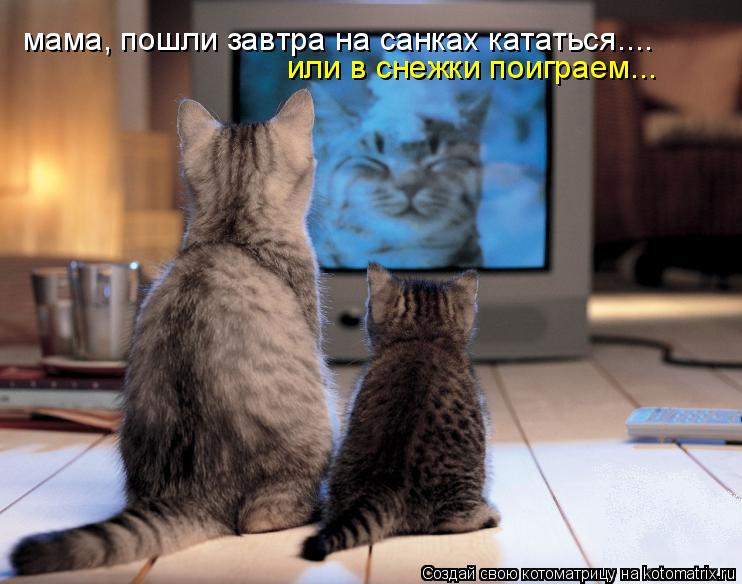 Котоматрица: мама, пошли завтра на санках кататься.... или в снежки поиграем...