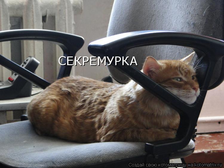 Котоматрица: СЕКРЕМУРКА