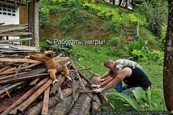 Котоматрица: Работать, негры!