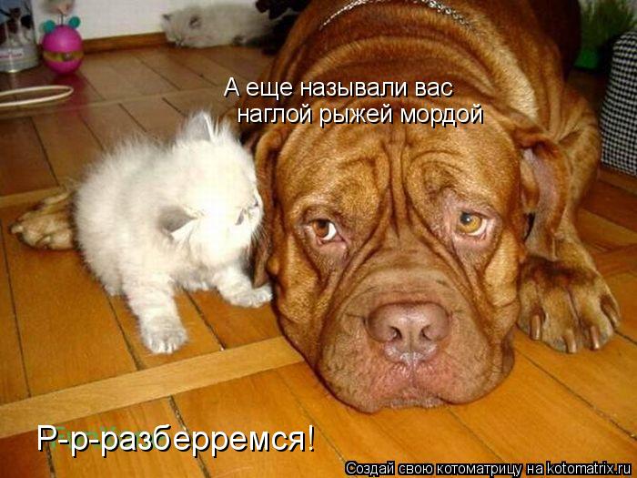 Котоматрица: А еще называли вас  наглой рыжей мордой Р-р-разберремся!