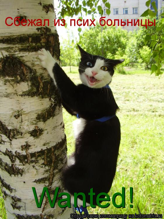Котоматрица: Wanted! Сбежал из псих больницы