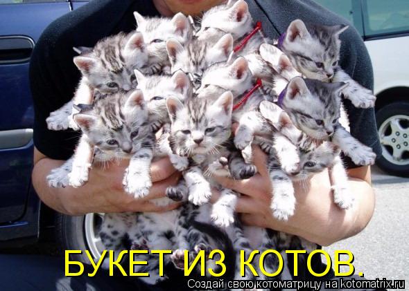 Котоматрица: БУКЕТ ИЗ КОТОВ.