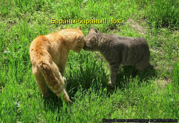 Котоматрица: Бараны-бараны!! Чок!