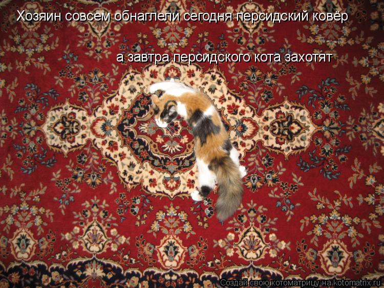 Котоматрица: Хозяин совсем обнаглели сегодня персидский ковёр а завтра персидского кота захотят