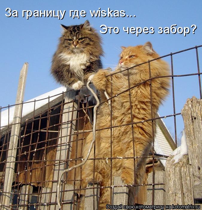 Котоматрица: За границу где wiskas...  Это через забор?