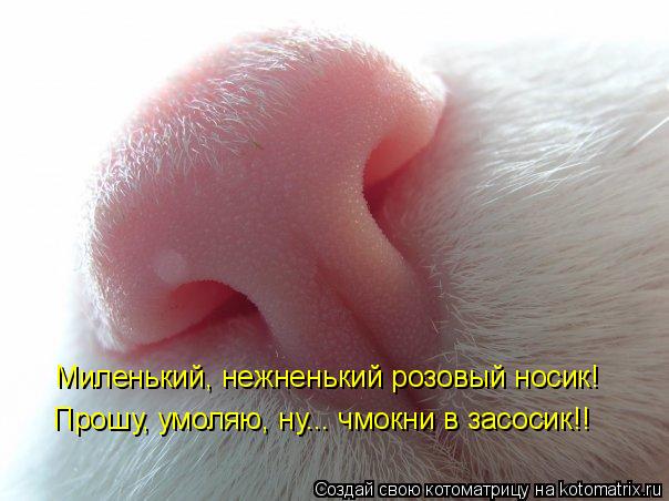 Котоматрица: Миленький, нежненький розовый носик! Прошу, умоляю, ну... чмокни в засосик!!