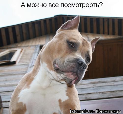 Котоматрица: А можно всё посмотрерть?