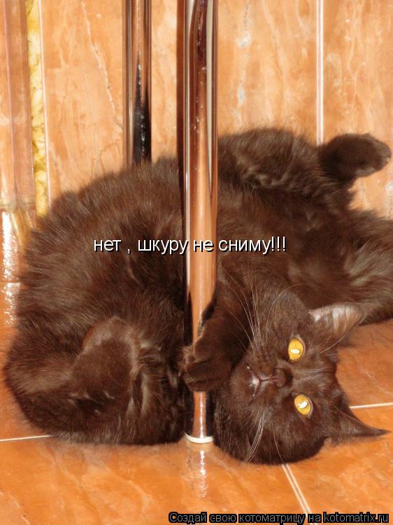 Котоматрица: нет , шкуру не сниму!!!
