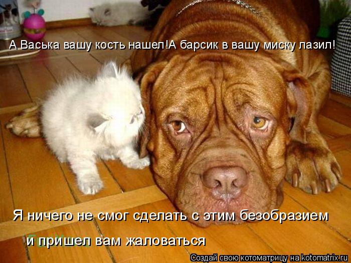 Котоматрица: А Васька вашу кость нашел!А барсик в вашу миску лазил! Я ничего не смог сделать с этим безобразием и пришел вам жаловаться