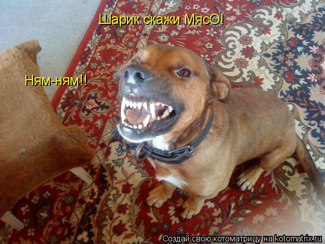 Котоматрица: Шарик скажи МясО! Ням-ням!!