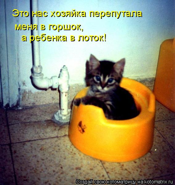 Котоматрица: Это нас хозяйка перепутала меня в горшок, а ребенка в лоток!