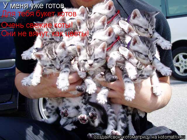 Котоматрица: У меня уже готов Для тебя букет котов Очень свежие коты! Они не вянут, как цветы!