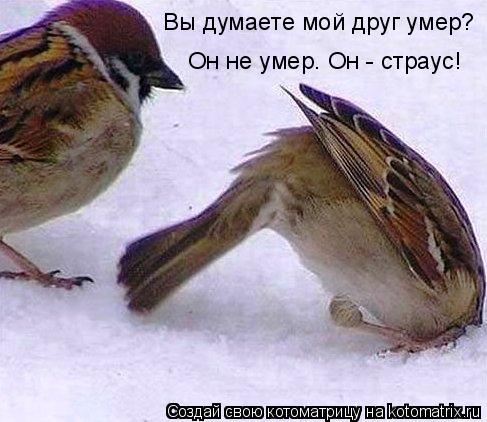 Котоматрица: Вы думаете мой друг умер? Он не умер. Он - страус!