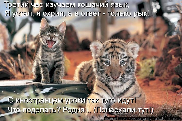 Третий час изучаем кошачий язык, Я устал, я охрип, а в ответ - только рык! С иностранцем уроки так ту... Котоматрица: Третий час изучаем кошачий язык, Я устал, я охрип, а в ответ - только рык! С иностранцем уроки так туго идут! Что поделать? Родня... (Понаехали т