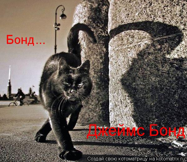 Котоматрица: Бонд... Джеймс Бонд