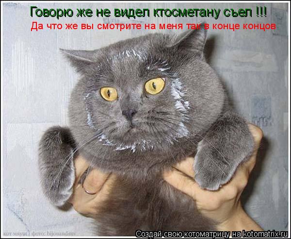 Котоматрица: Говорю же не видел ктосметану съел !!! Да что же вы смотрите на меня так в конце концов
