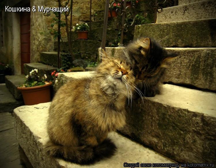 Котоматрица: Кошкина & Мурчащий