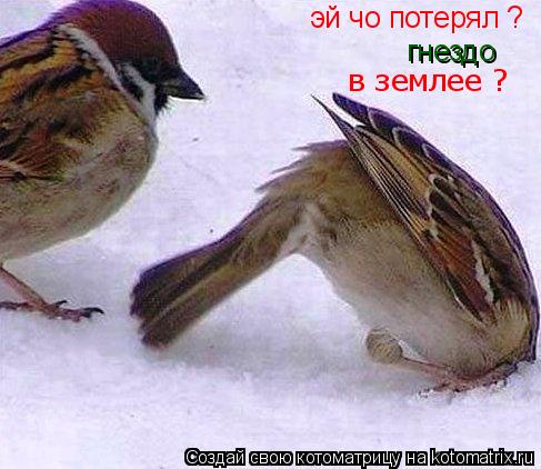 Котоматрица: эй чо потерял ? гнездо в землее ?