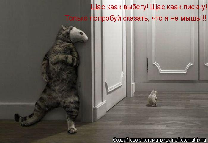 Котоматрица: Щас каак выбегу! Щас каак пискну!   Только попробуй сказать, что я не мышь!!!