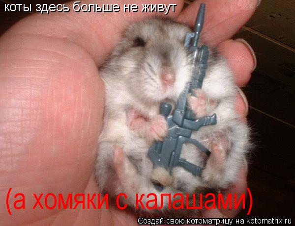 Котоматрица: коты здесь больше не живут  (а хомяки с калашами)