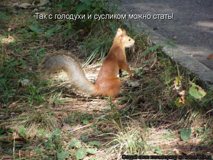 Котоматрица: Так с голодухи и сусликом можно стать!
