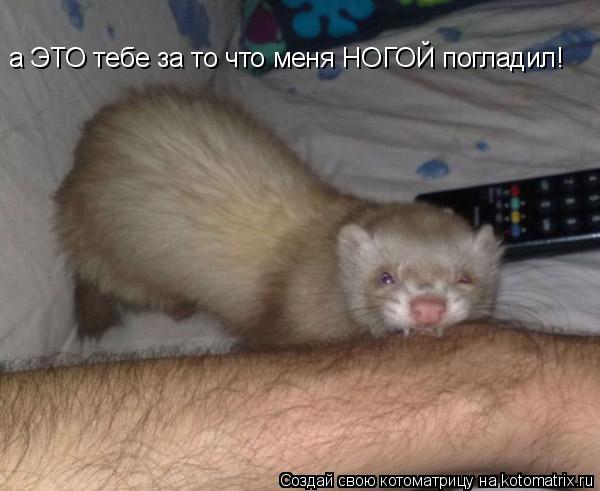 Котоматрица: а ЭТО тебе за то что меня НОГОЙ погладил!