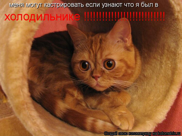 Котоматрица: меня могут кастрировать если узнают что я был в  холодильнике !!!!!!!!!!!!!!!!!!!!!!!!!!!