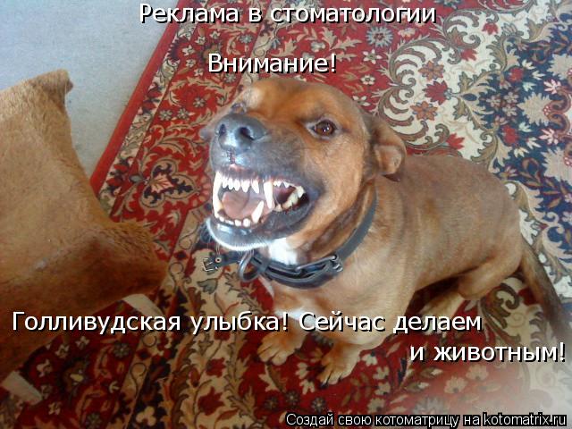 Котоматрица: Голливудская улыбка! Сейчас делаем и животным! Внимание! Реклама в стоматологии