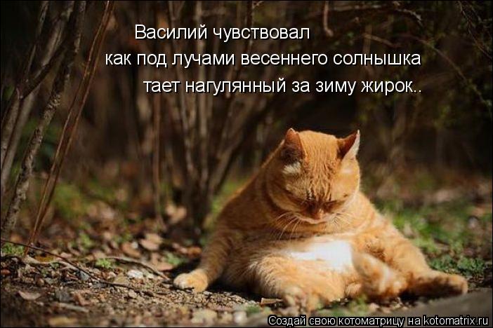 Котоматрица: Василий чувствовал как под лучами весеннего солнышка тает нагулянный за зиму жирок..