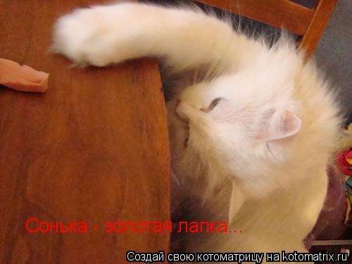 Котоматрица: Сонька - золотая лапка...