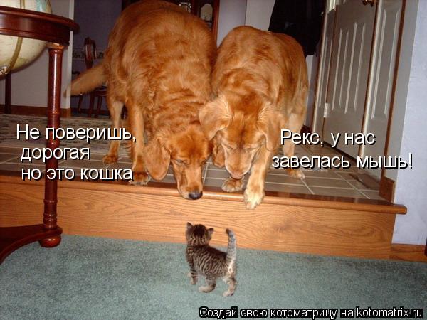 Котоматрица: Не поверишь,  дорогая но это кошка Рекс, у нас завелась мышь!