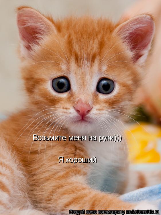 Котоматрица: Я хороший Возьмите меня на руки)))