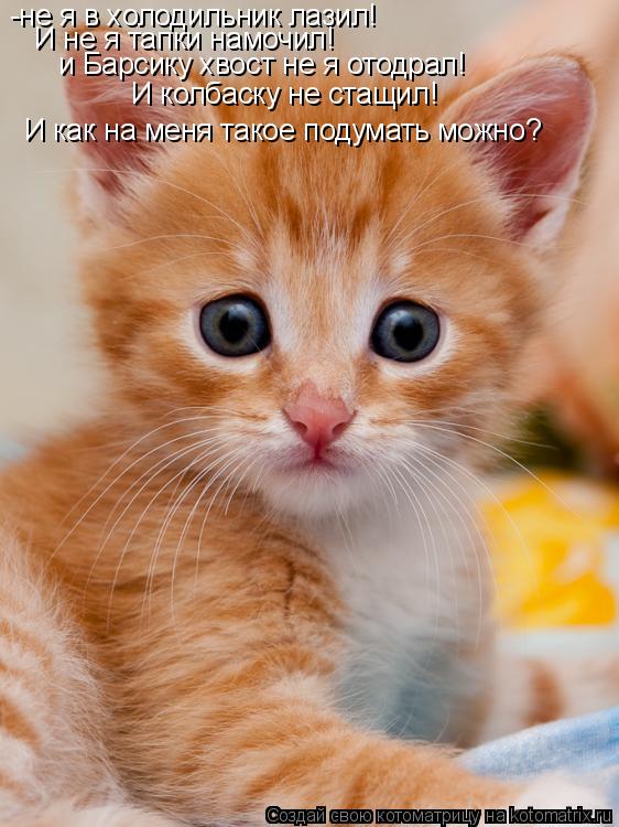 Котоматрица: -не я в холодильник лазил! И не я тапки намочил! и Барсику хвост не я отодрал! И колбаску не стащил! И как на меня такое подумать можно?