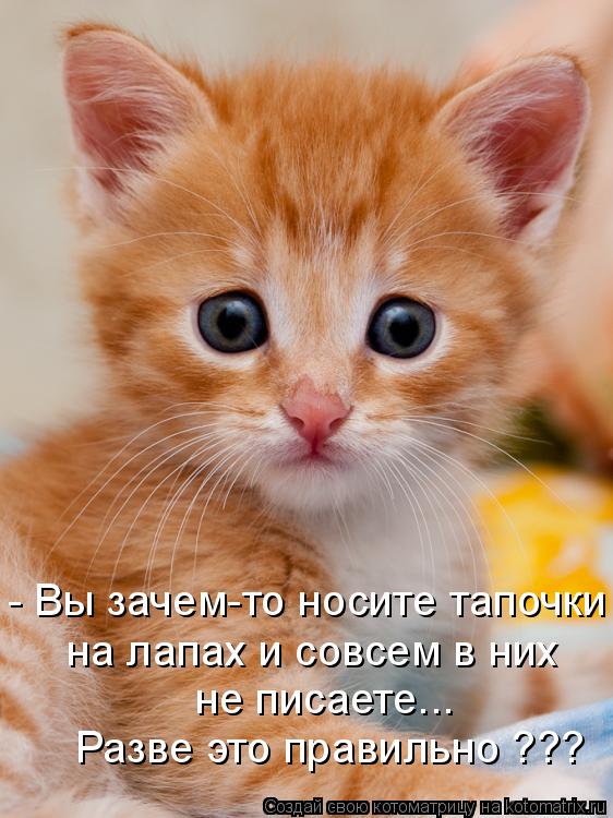 - Вы зачем-то носите тапочки на лапах и совсем в них не писаете... Разве это правильно ???... Котоматрица: - Вы зачем-то носите тапочки на лапах и совсем в них не писаете... Разве это правильно ???