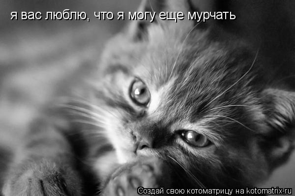 Котоматрица: я вас люблю, что я могу еще мурчать