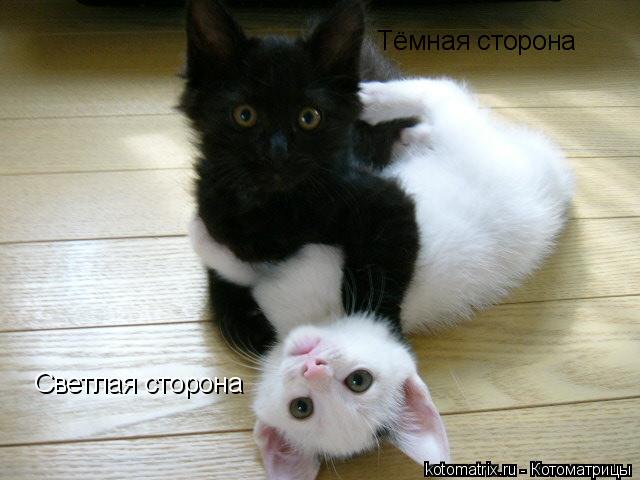 Котоматрица: Тёмная сторона Светлая сторона