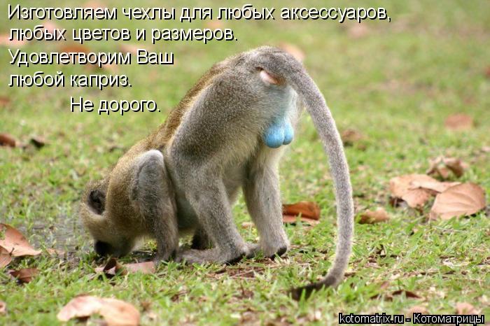 Котоматрица: Изготовляем чехлы для любых аксессуаров, Удовлетворим Ваш любой каприз. любых цветов и размеров.  Не дорого.
