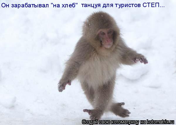 Котоматрица: Он зарабатывал "на хлеб" танцуя для туристов СТЕП...