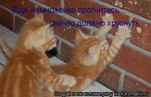 Еще немножечко прогнитесь... сейчас должно хруснуть... Котоматрица: Еще немножечко прогнитесь... сейчас должно хруснуть