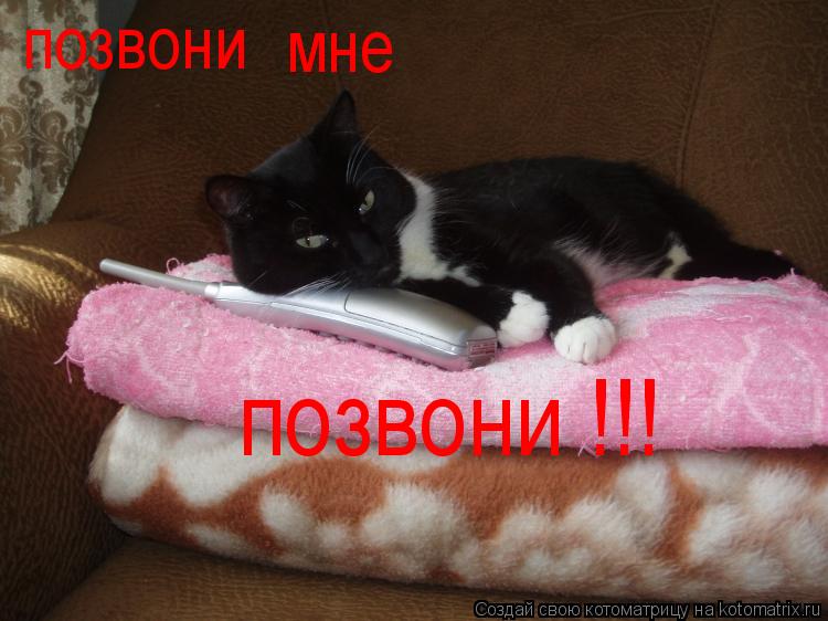 Котоматрица: позвони позвони !!! мне