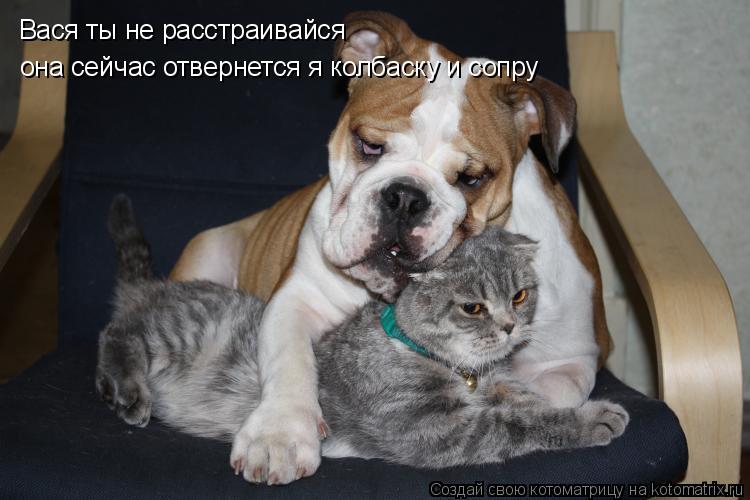 Вася ты не расстраивайся она сейчас отвернется я колбаску и сопру... Котоматрица: Вася ты не расстраивайся она сейчас отвернется я колбаску и сопру