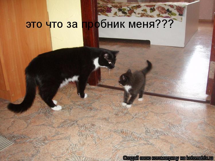 Котоматрица: это что за пробник меня???