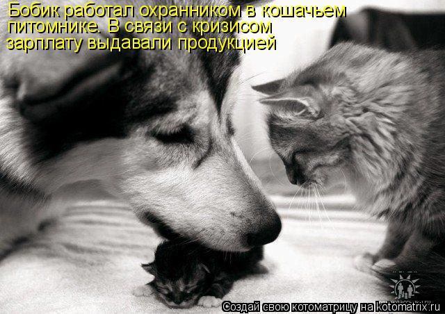Котоматрица: Бобик работал охранником в кошачьем питомнике. В связи с кризисом зарплату выдавали продукцией