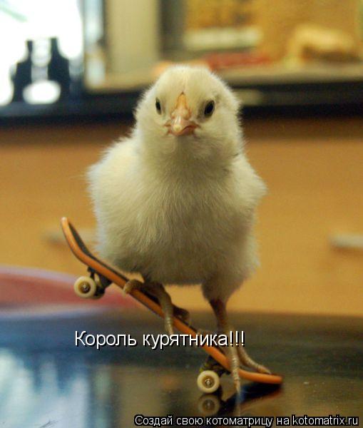Котоматрица: Король курятника!!!