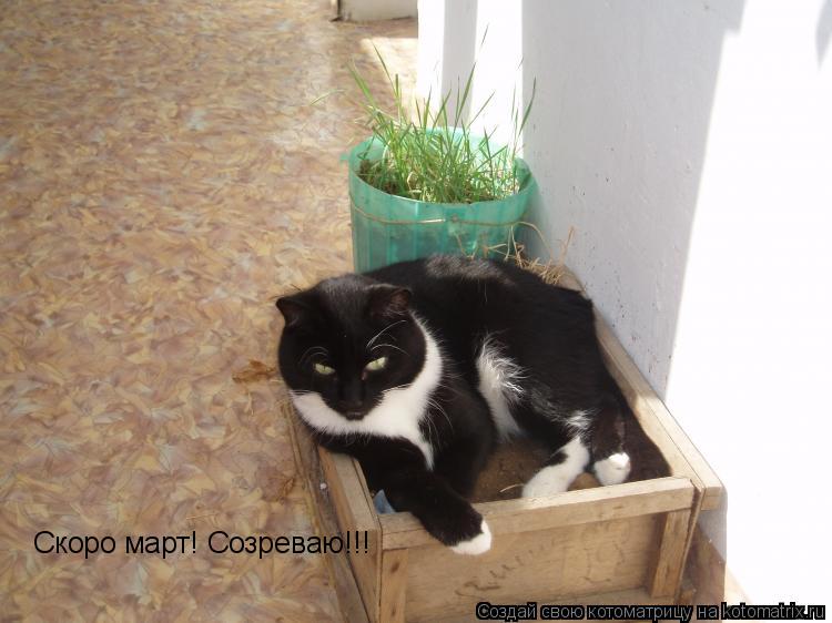 Котоматрица: Скоро март! Созреваю!!!