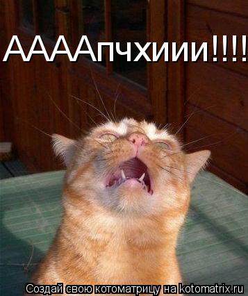Котоматрица: ААААпчхиии!!!!