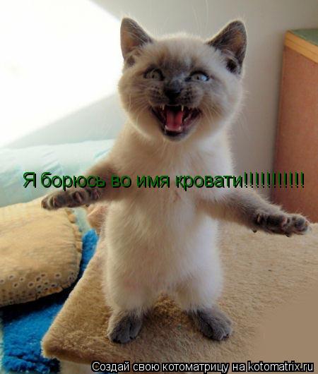 Котоматрица: Я борюсь во имя кровати!!!!!!!!!!!